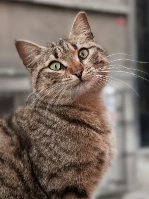 Isztambul híres macskái