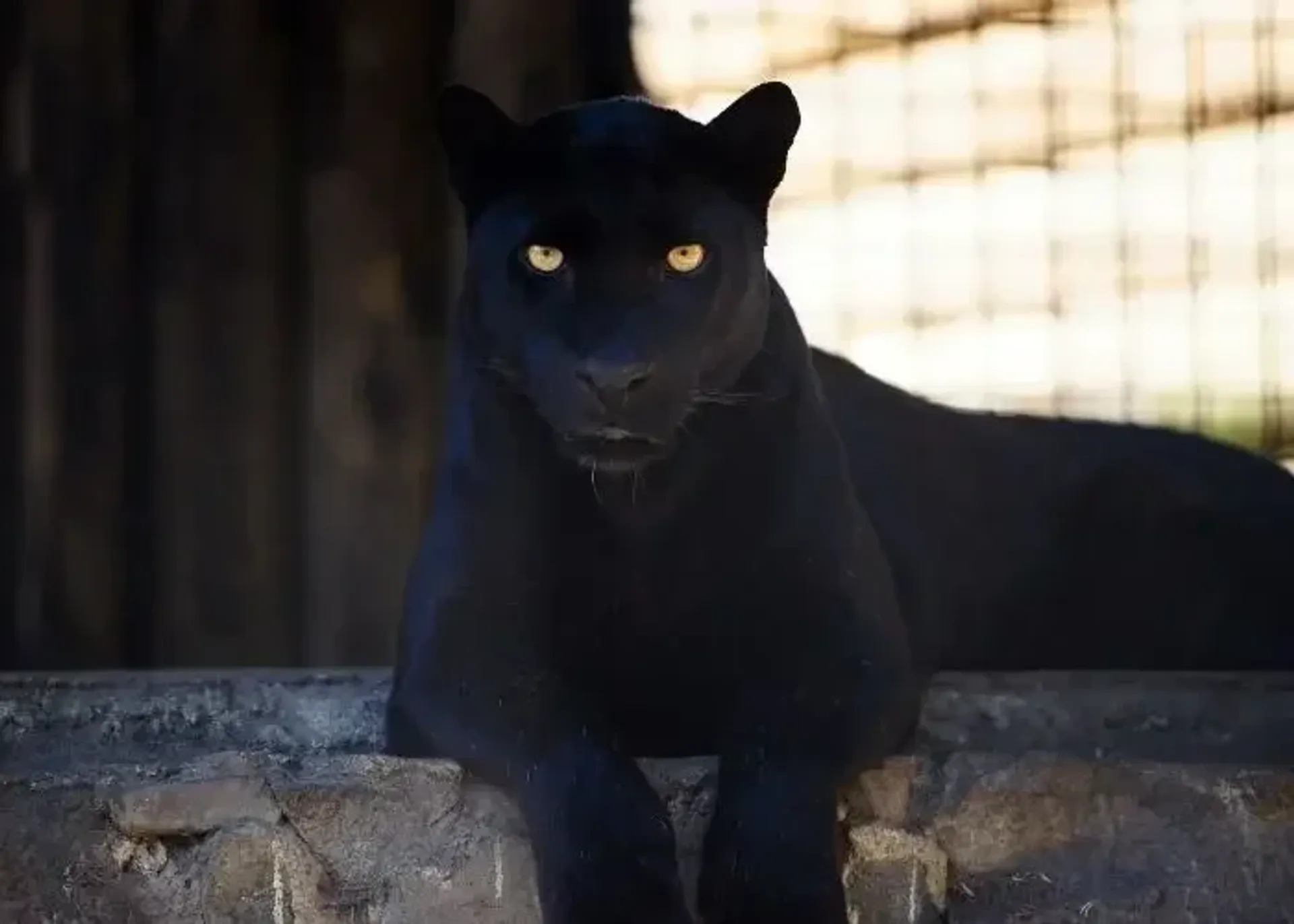 Lion Park Zoo प्रवेश