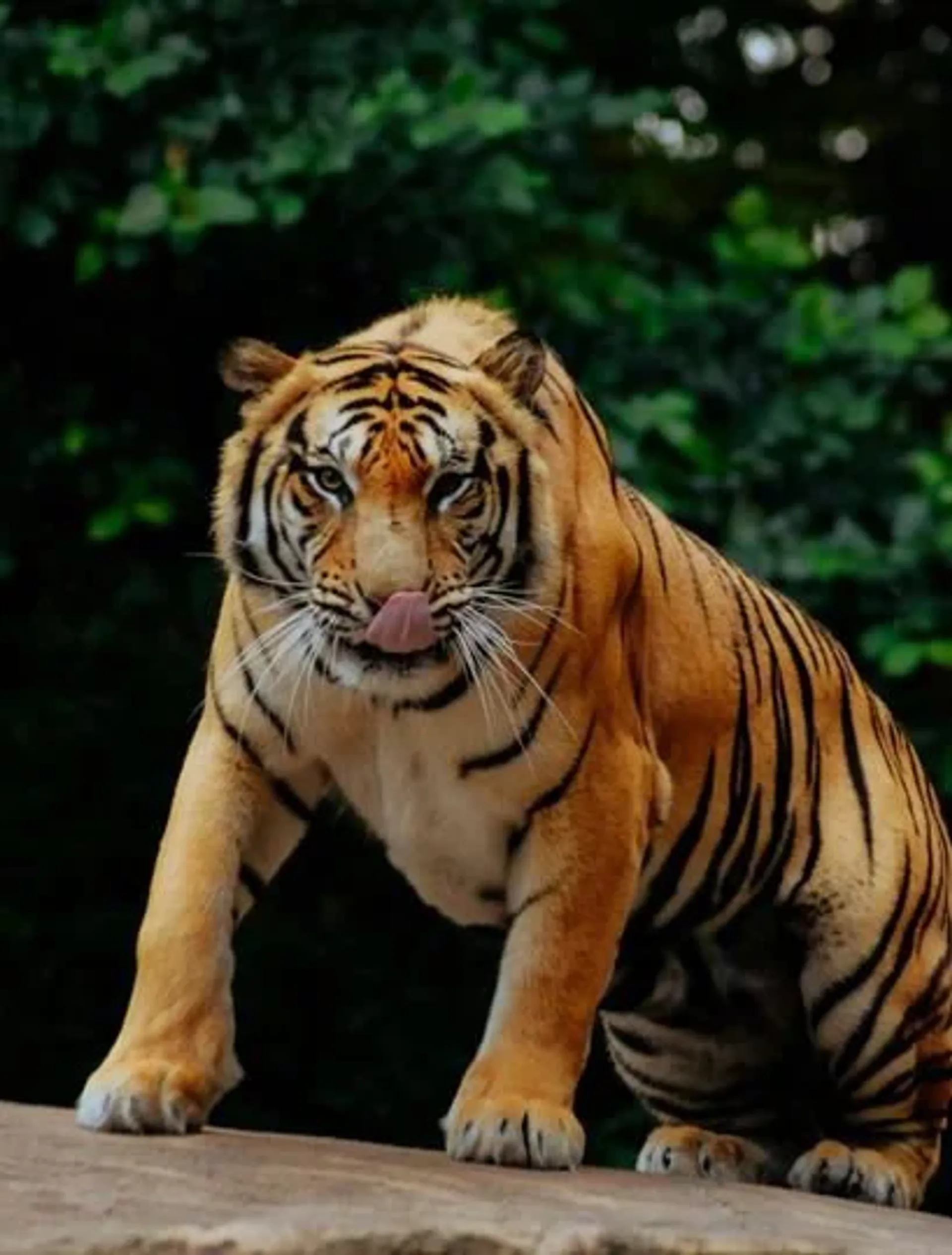 Lion Park Zoo प्रवेश