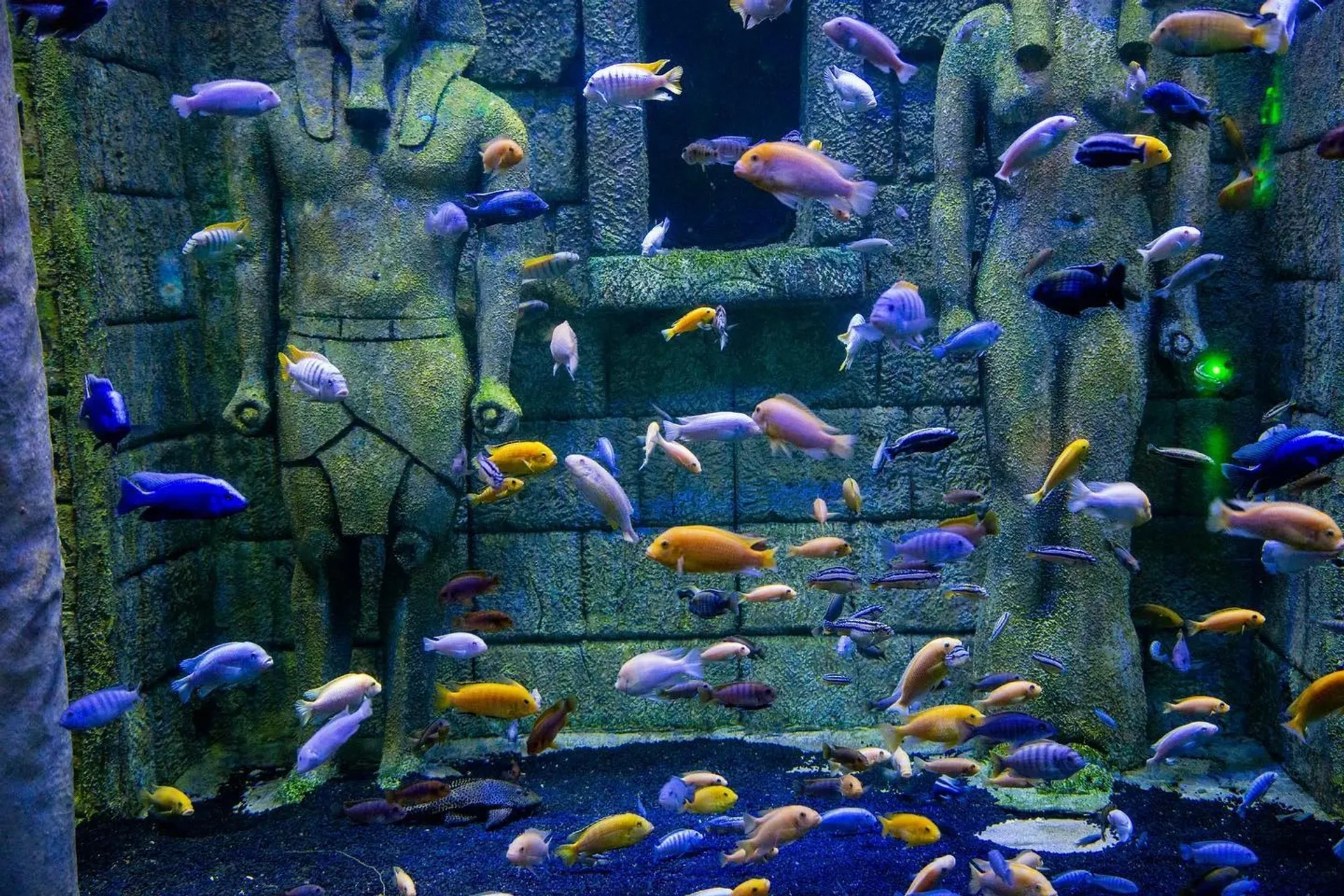 ViaSea Aquarium belépőjegy