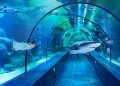 ViaSea Aquarium belépőjegy