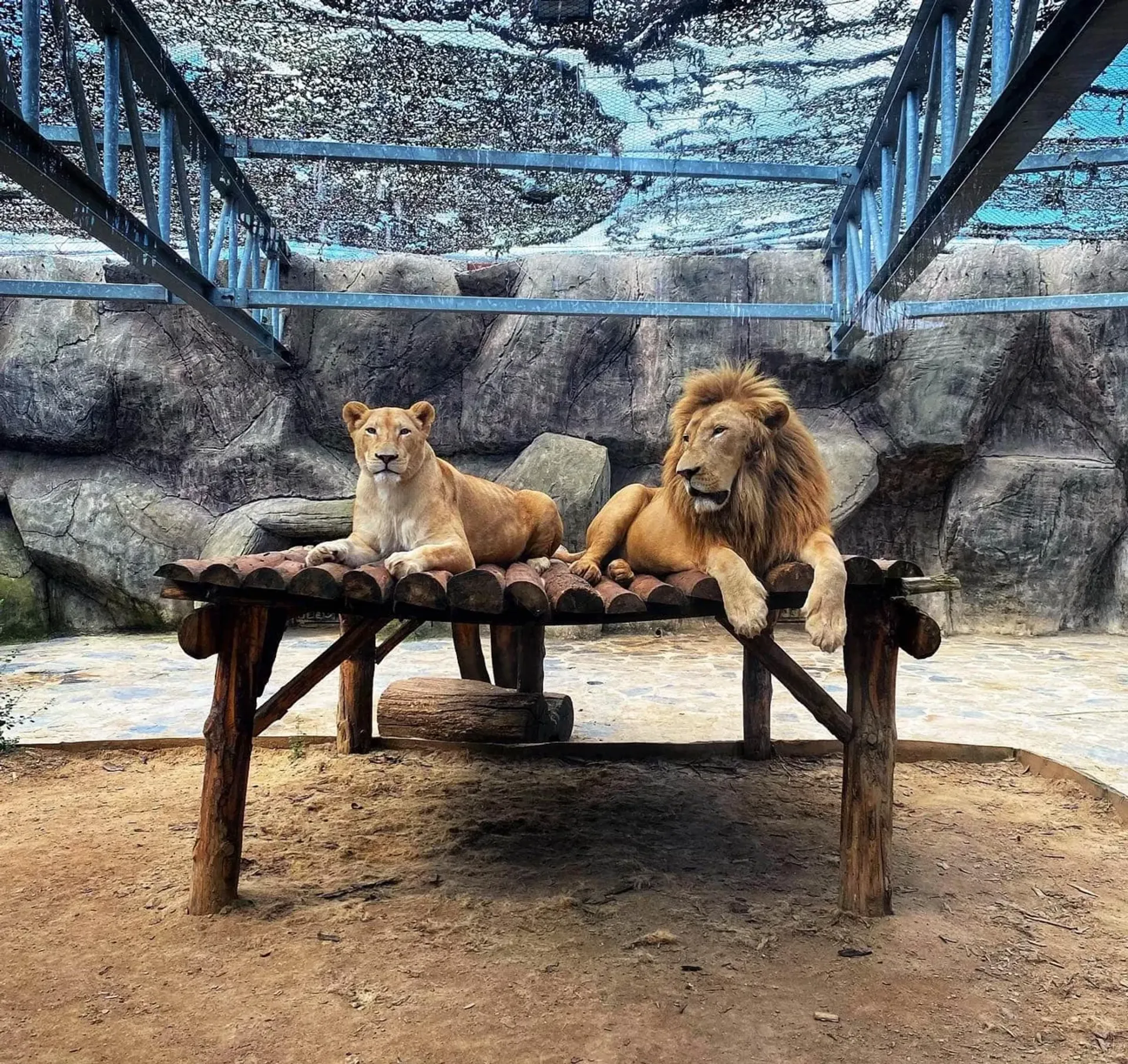 Lion Park Zoo प्रवेश