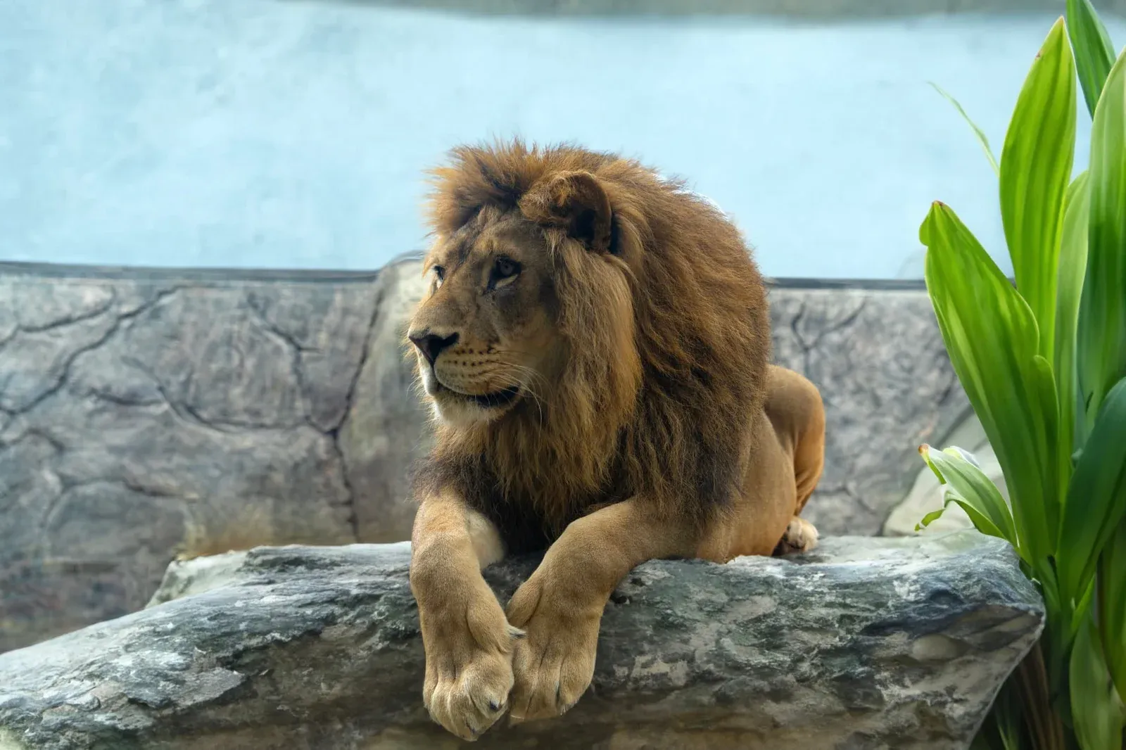 Lion Park Zoo प्रवेश