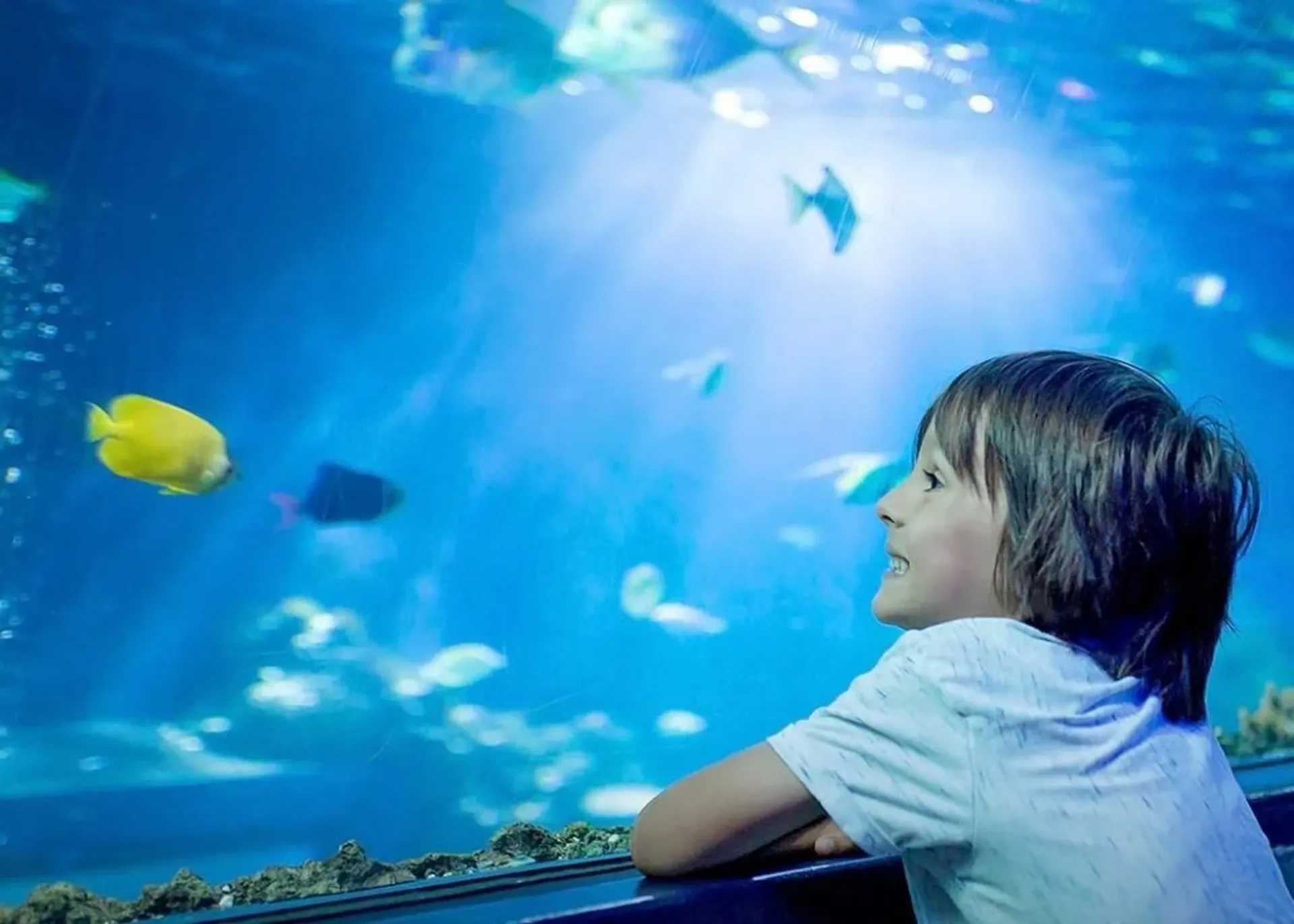 Emaar Aquarium and Underwater Zoo 免排队门票