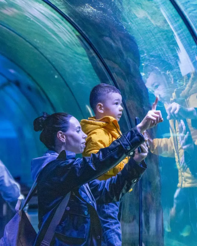 ViaSea Aquarium belépőjegy