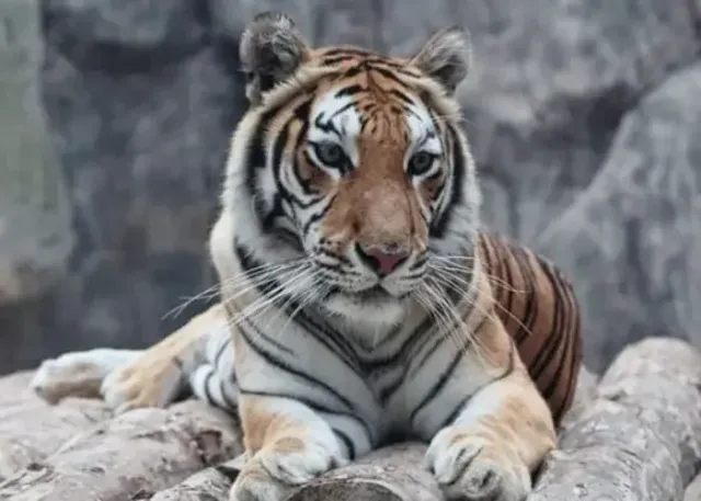 Lion Park Zoo प्रवेश