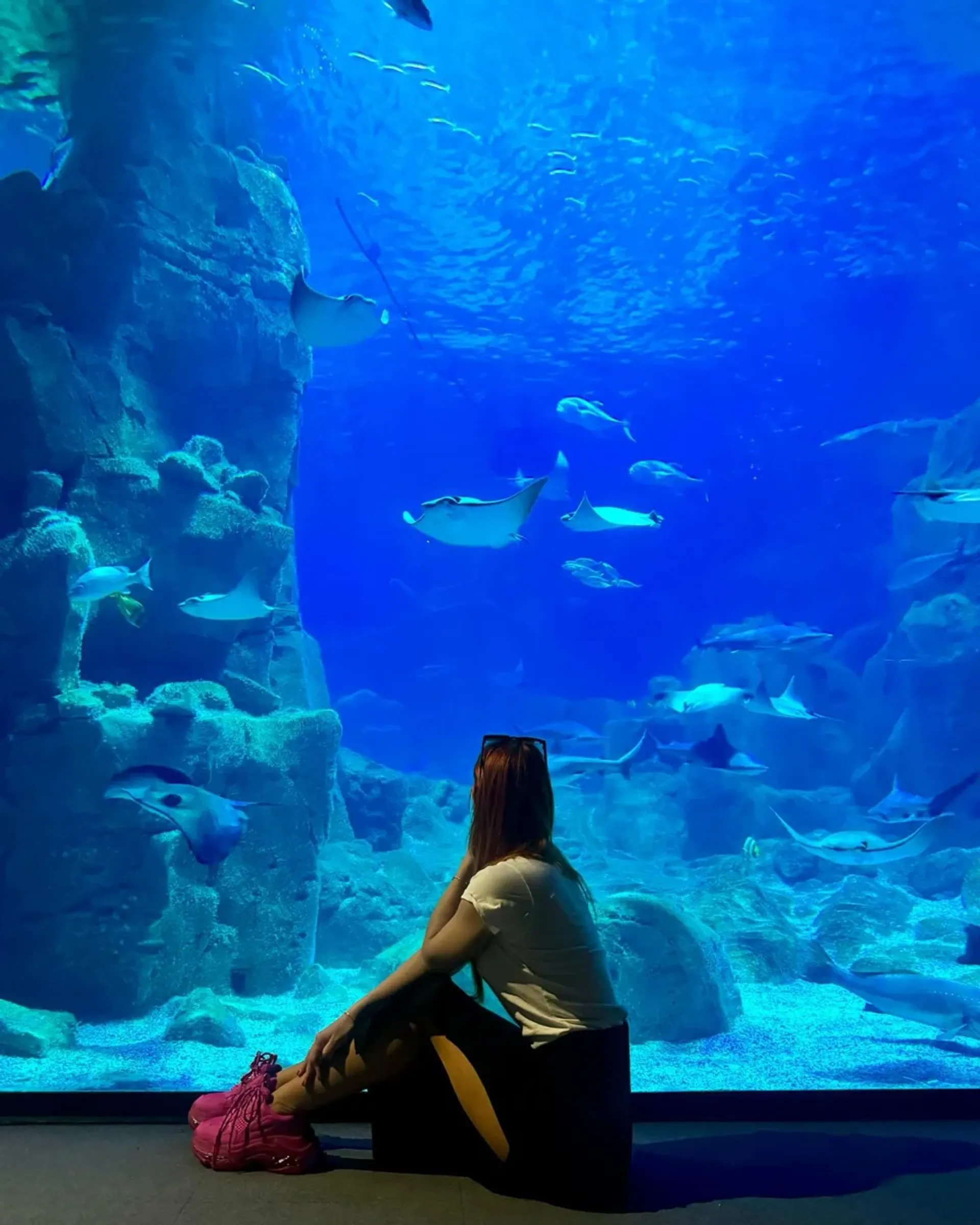 Billet d'entrée à l'Istanbul Aquarium