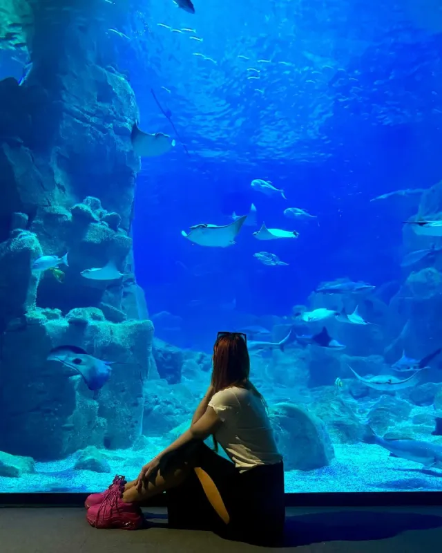 Billet d'entrée à l'Istanbul Aquarium