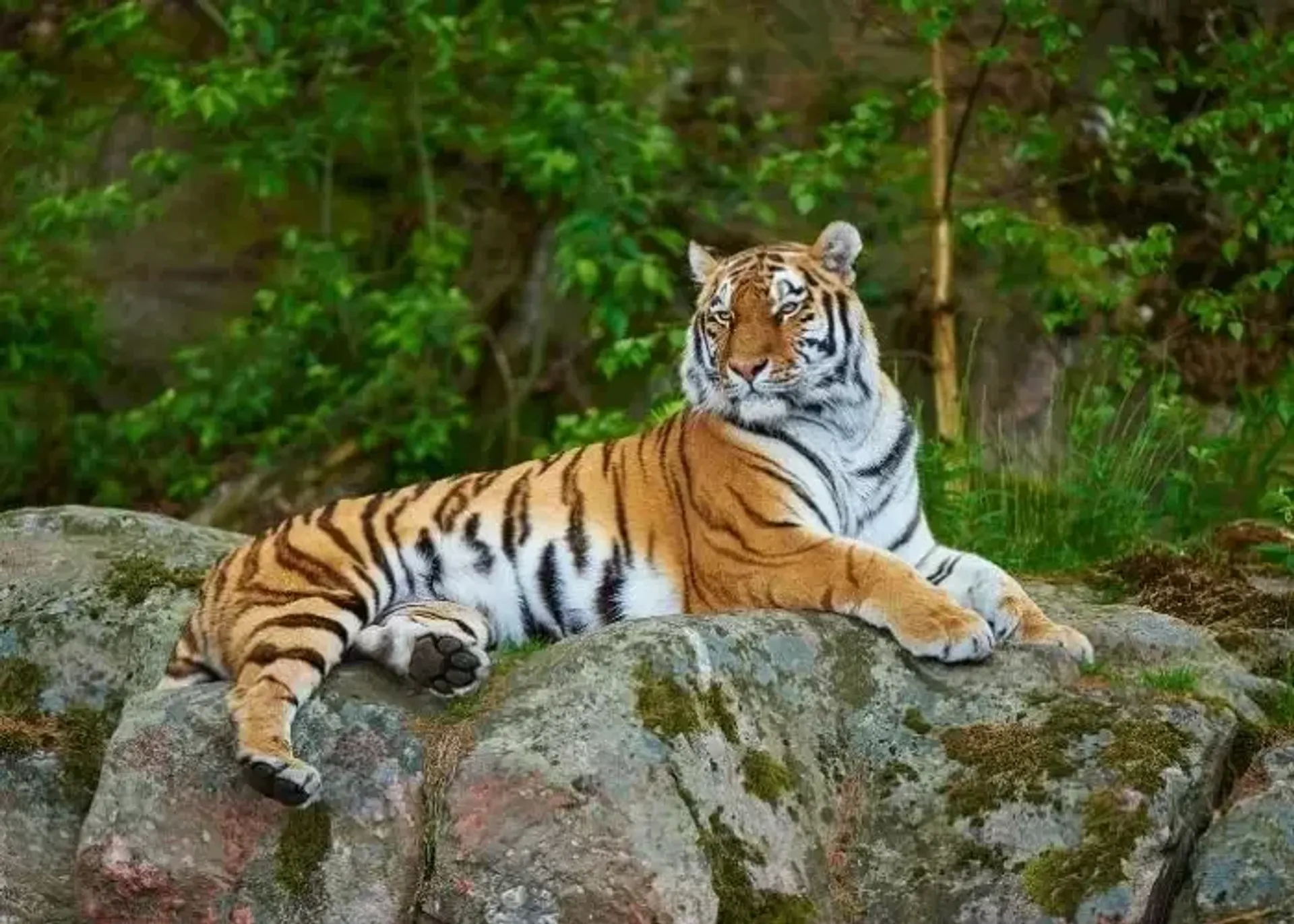 Lion Park Zoo प्रवेश