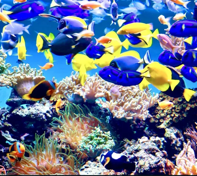 Billet d'entrée à l'Istanbul Aquarium