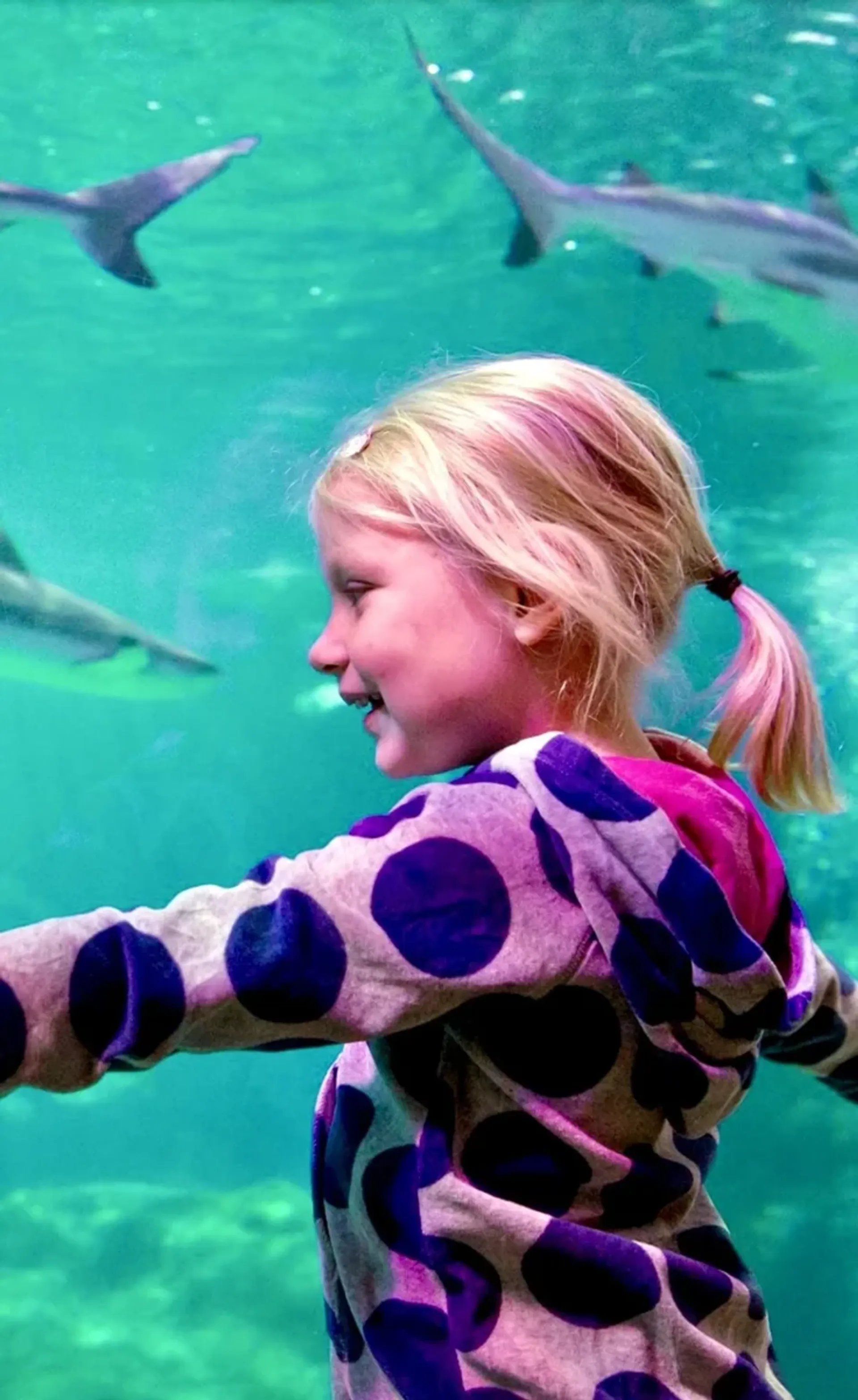 Billet d'entrée à l'Istanbul Aquarium