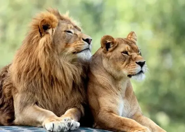 Lion Park Zoo प्रवेश