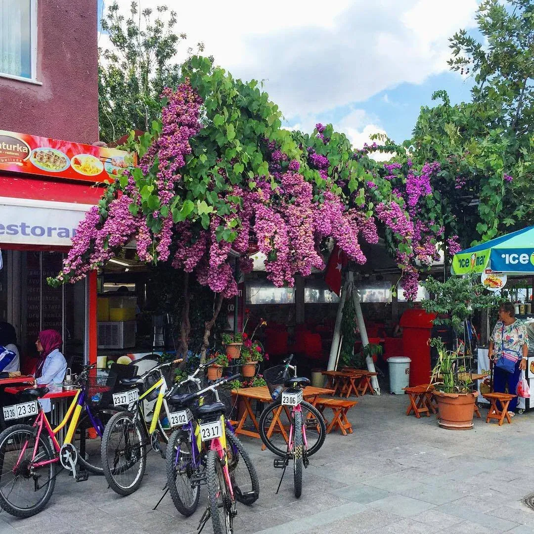 Billet aller-retour en bateau pour l’île de Heybeliada avec audioguide