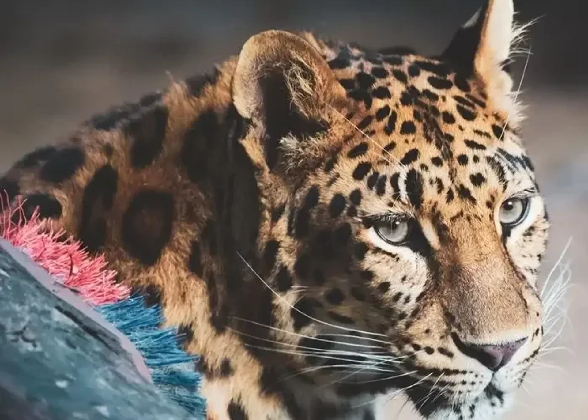 Lion Park Zoo प्रवेश