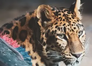 ورود به Lion Park Zoo