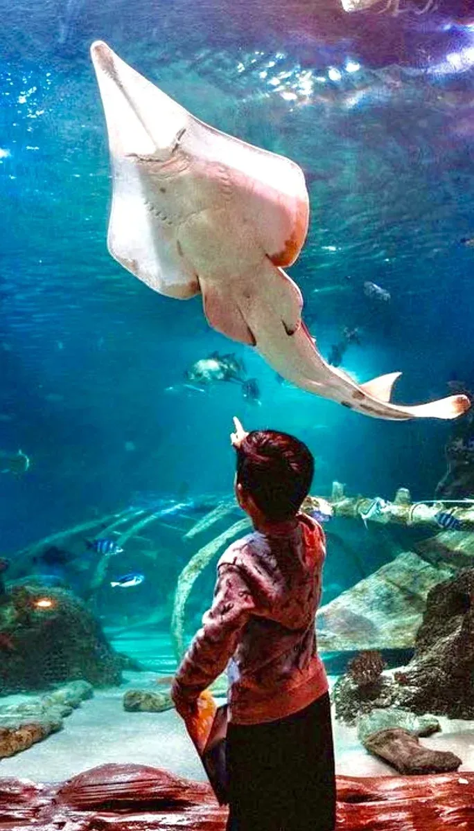 Istanbul Aquarium 门票