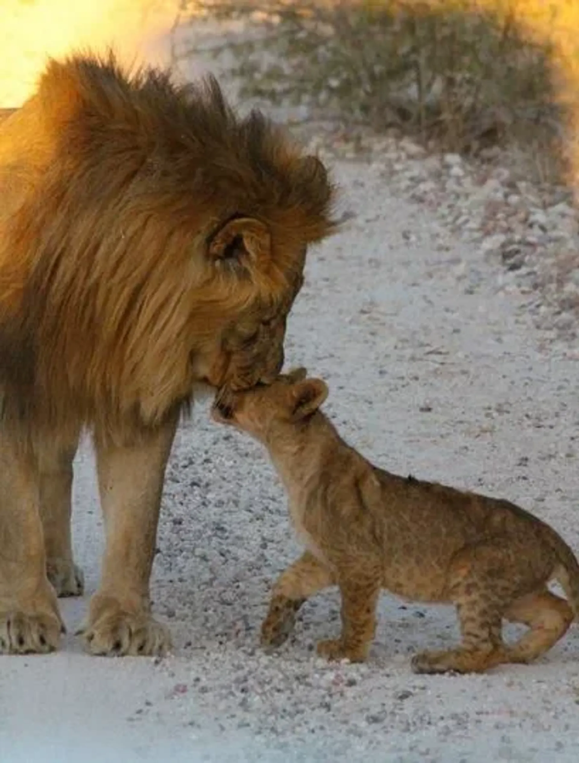 כניסה לגן החיות Lion Park