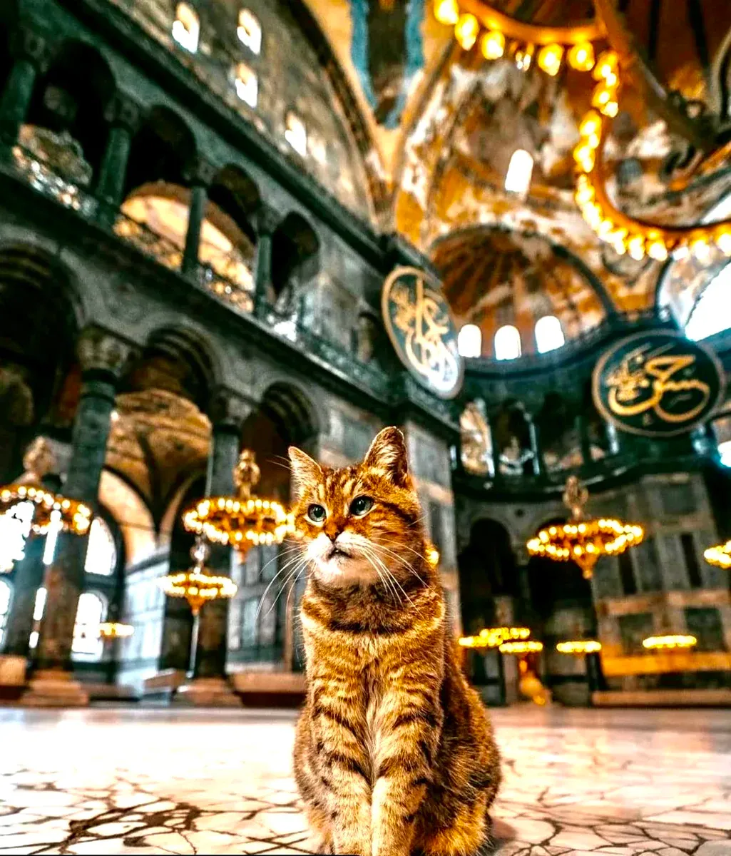 Entrada a Hagia Sophia sin hacer fila en taquilla con audioguía