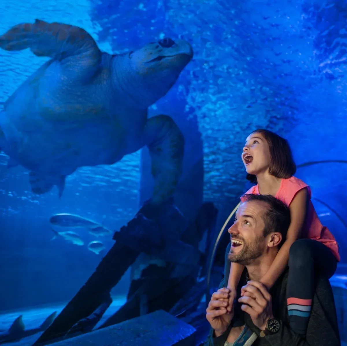 Istanbul Aquarium 门票