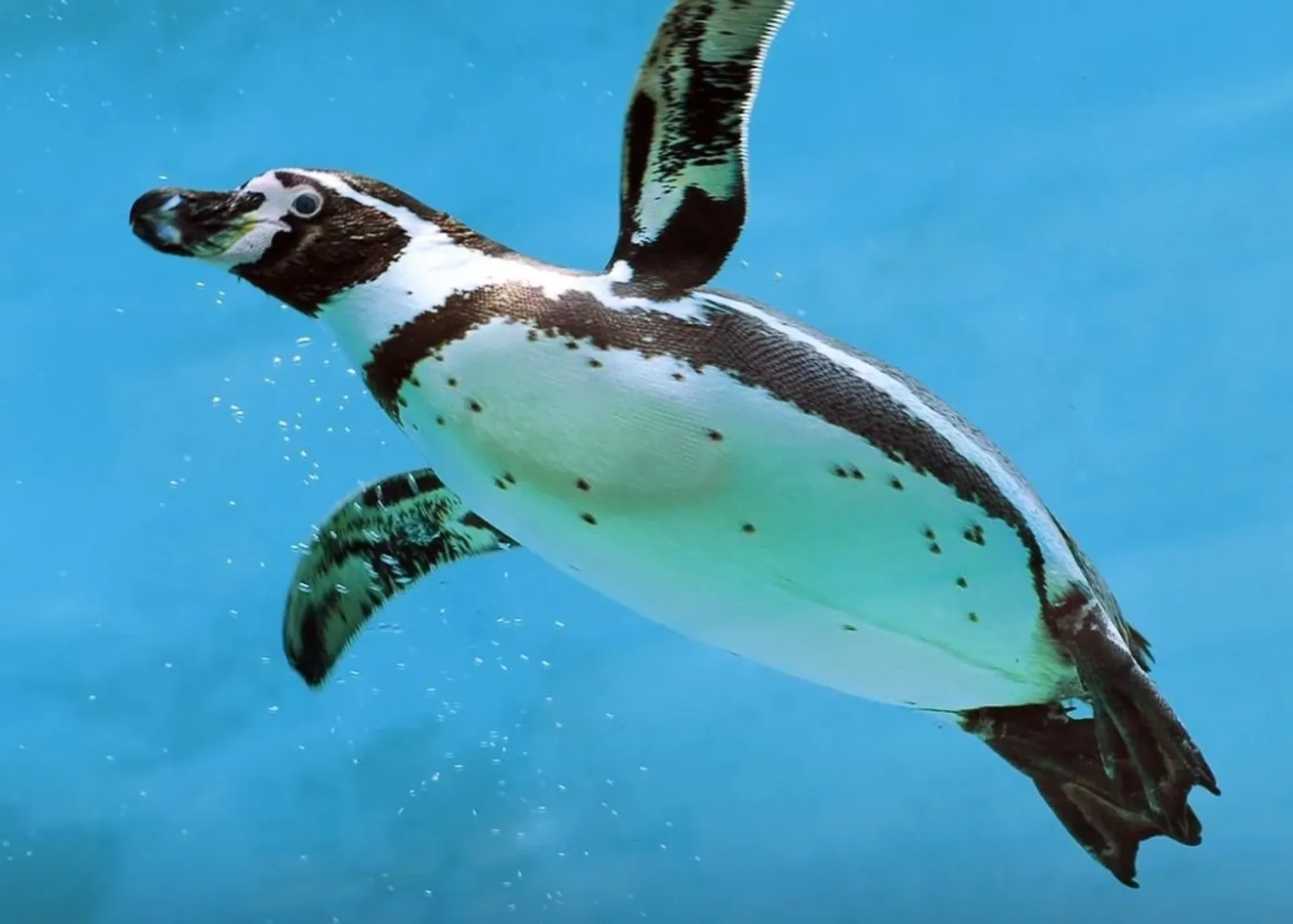 Emaar Aquarium and Underwater Zoo Είσοδος Skip-the-Ticket-Line