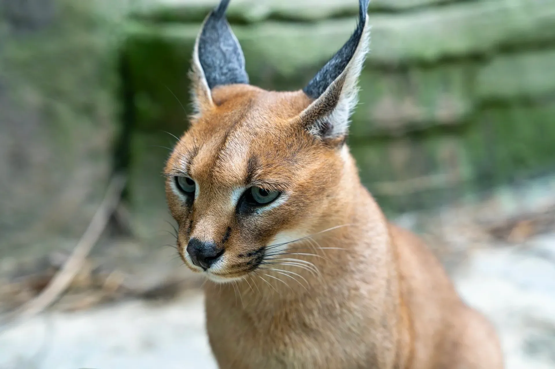 כניסה לגן החיות Lion Park