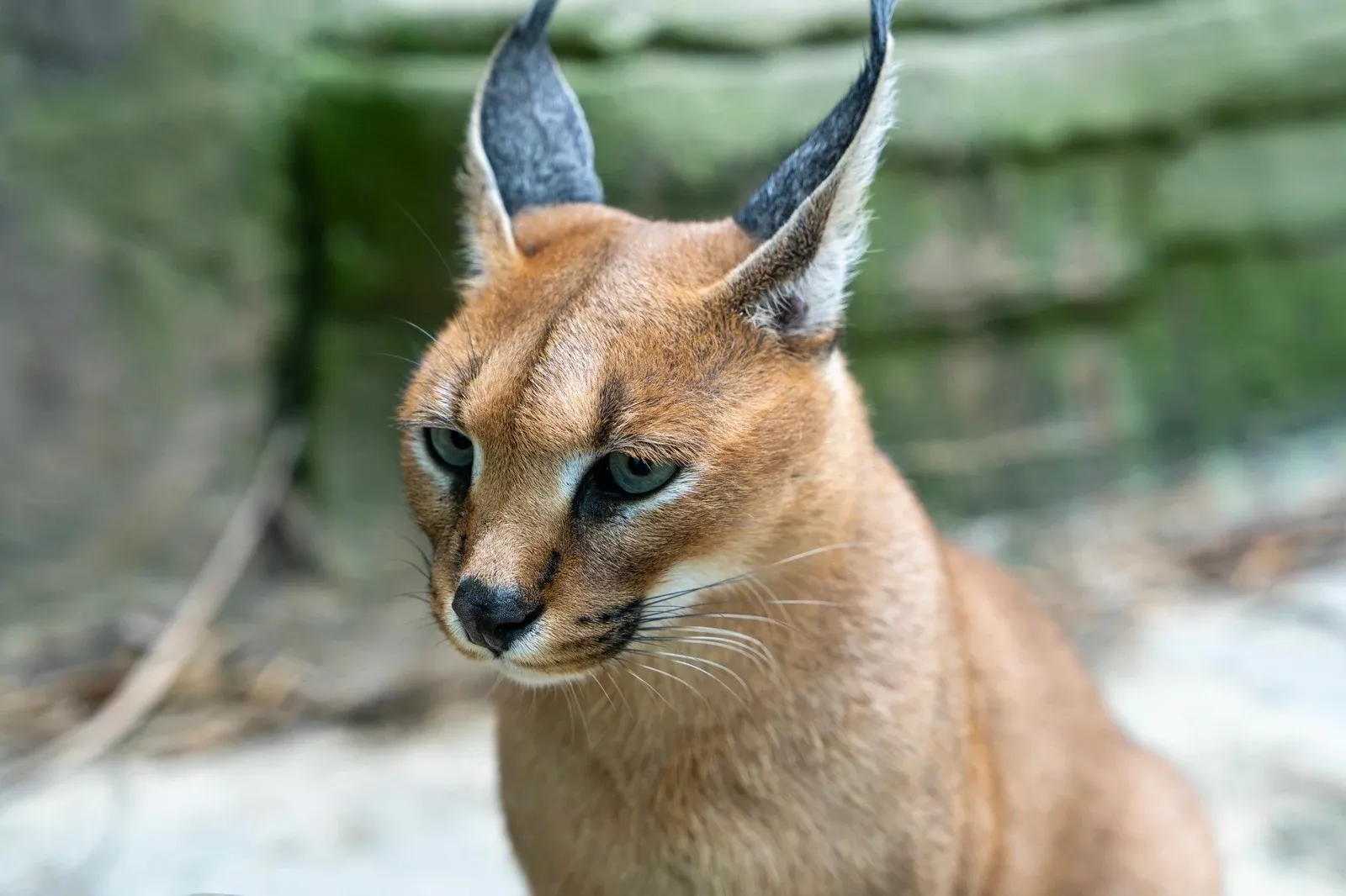 Lion Park Zoo 入場チケット