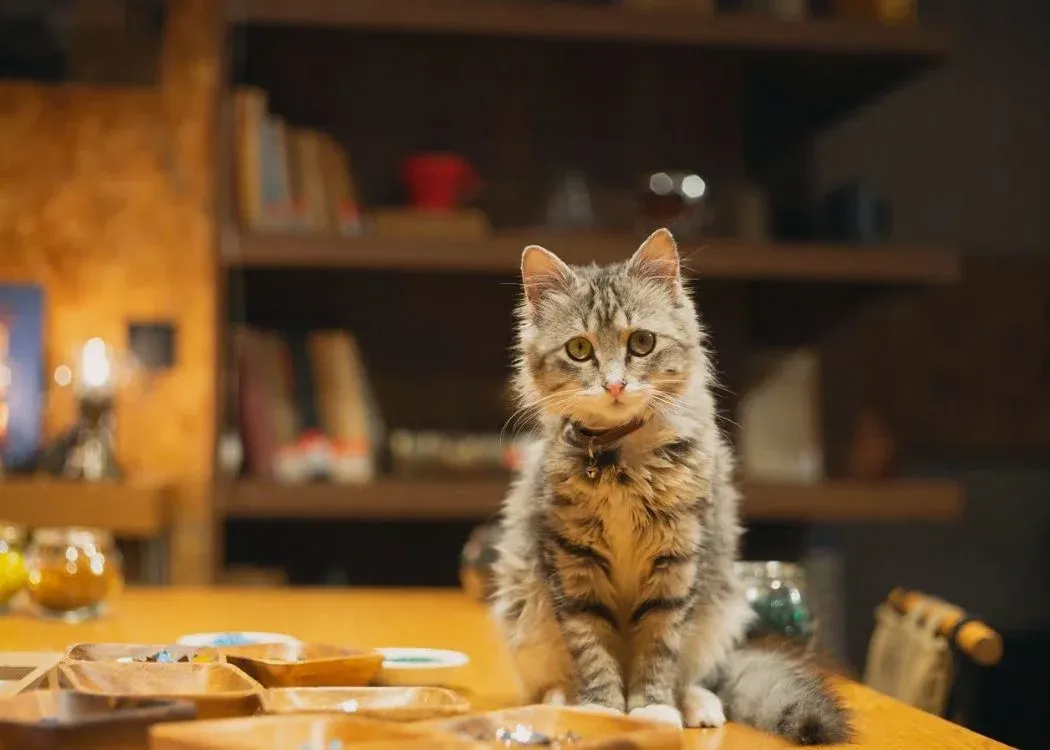 Workshop Tradizionale di Lampade Mosaico Turche con Snack