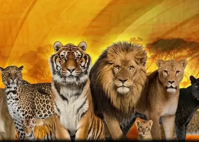 כניסה לגן החיות Lion Park