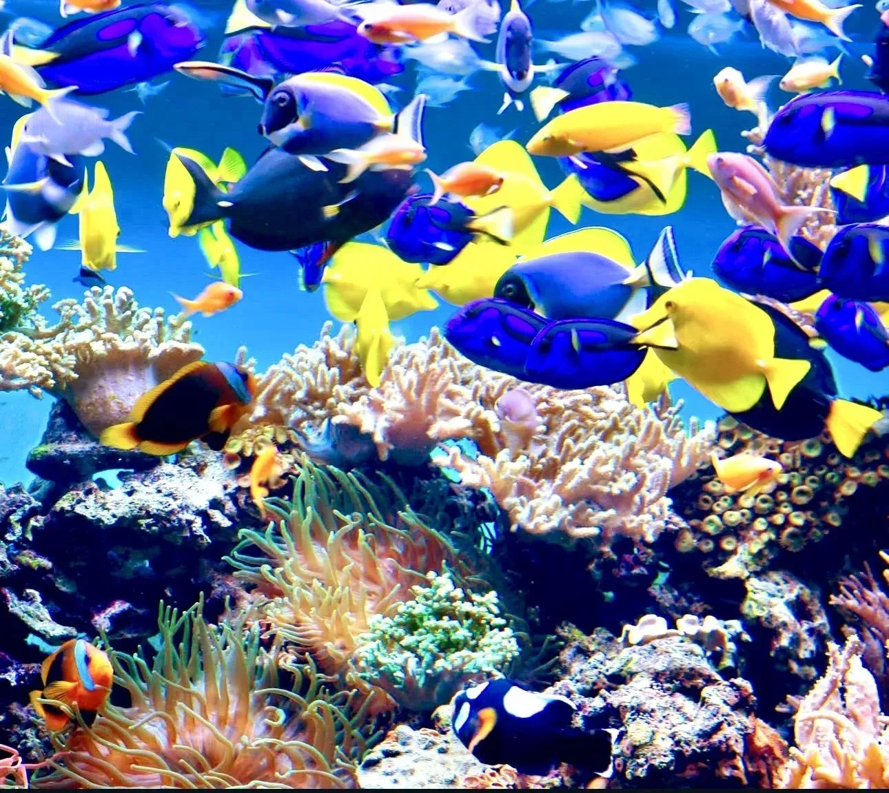 Istanbul Aquarium 门票