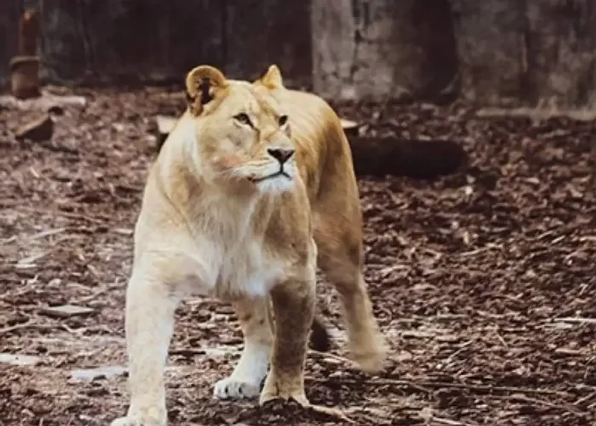 כניסה לגן החיות Lion Park