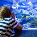 Emaar Aquarium and Underwater Zoo Είσοδος Skip-the-Ticket-Line