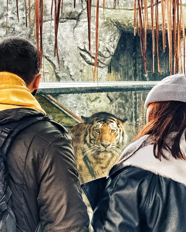 כניסה לגן החיות Lion Park