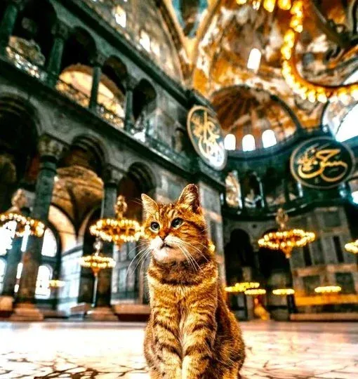 Hagia Sophia ガイドツアー（チケット購入列スキップ入場付き）