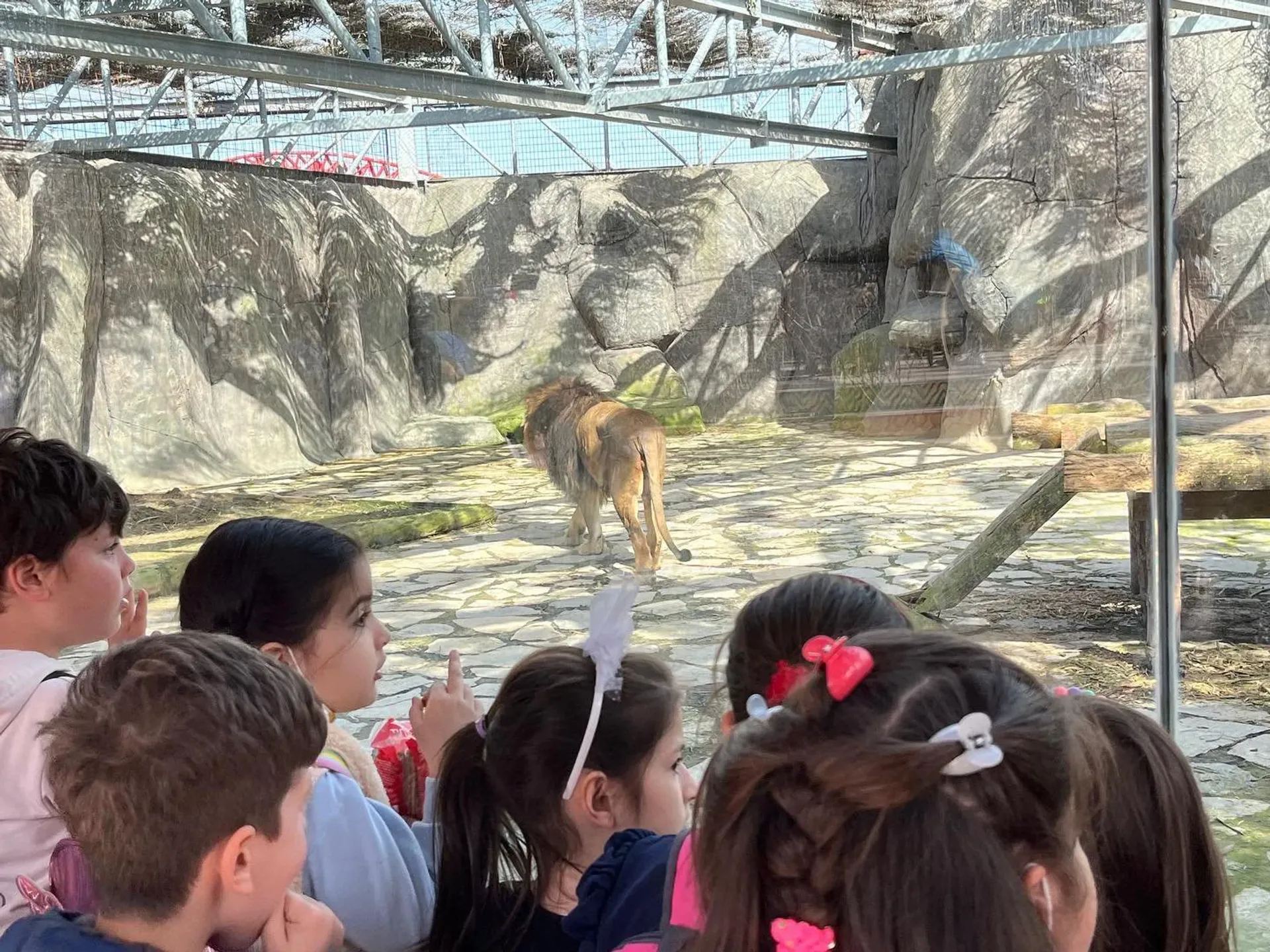 כניסה לגן החיות Lion Park