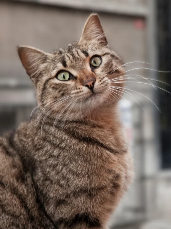 Słynne koty Stambułu